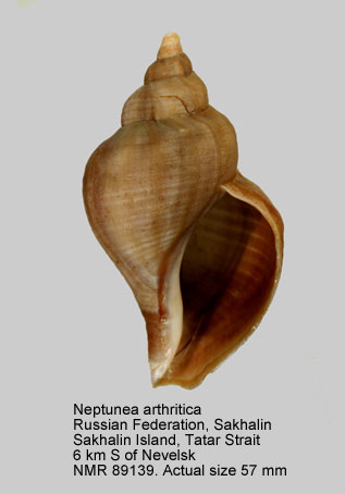 Neptunea arthritica.jpg - Neptunea arthritica (Valenciennes,1858)